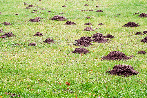 Mole Mound